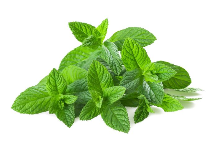 Menta comune