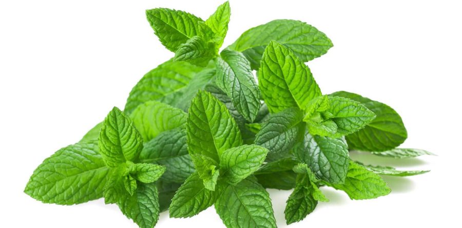 Menta comune