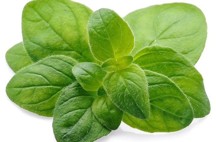 Origano