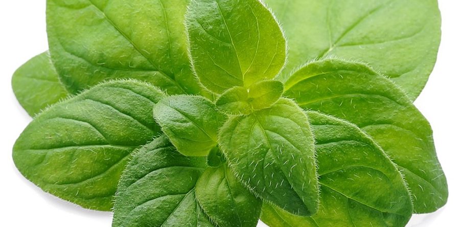 Origano