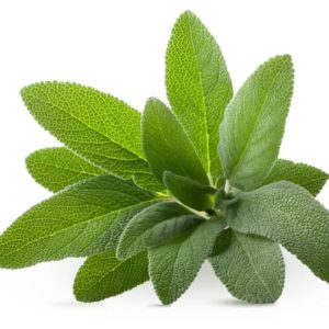 Salvia