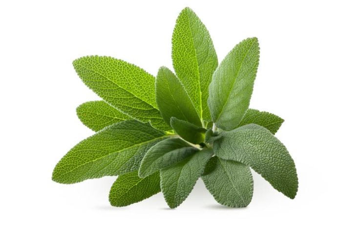 Salvia