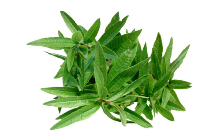 Citronella