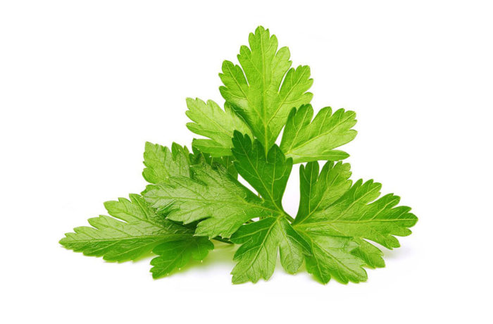Coriandolo