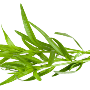 Dragongello