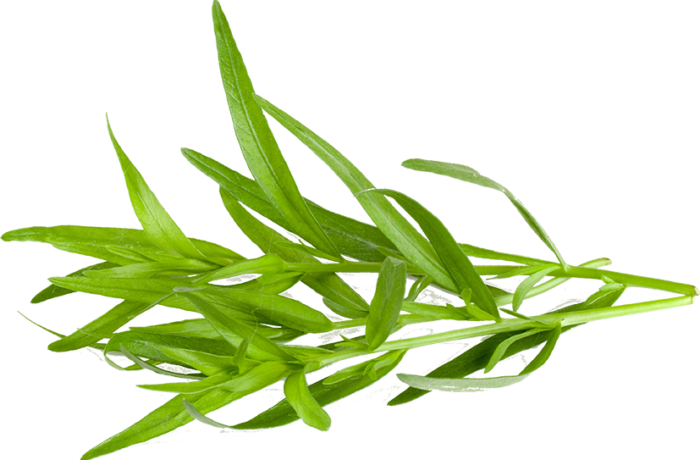 Dragongello