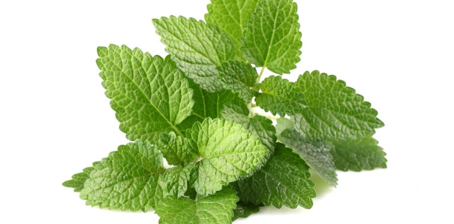Melissa