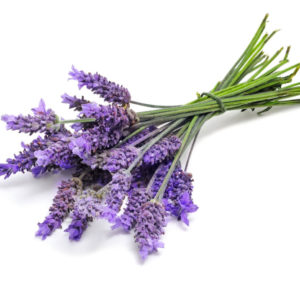 Lavanda