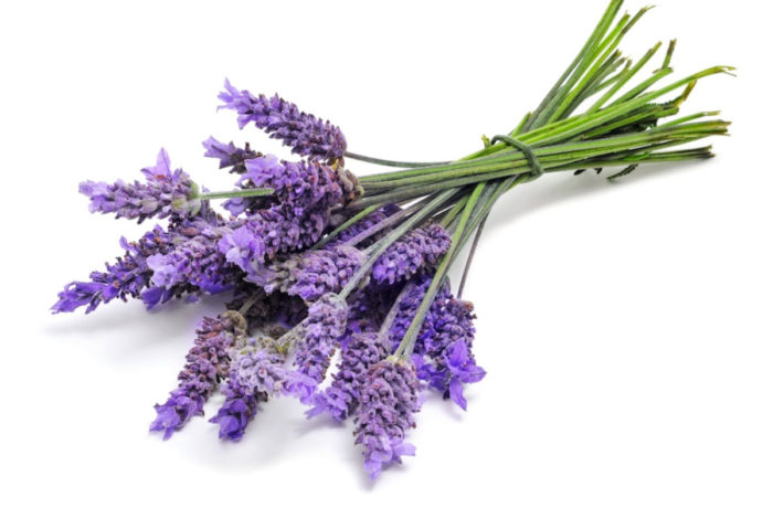 Lavanda