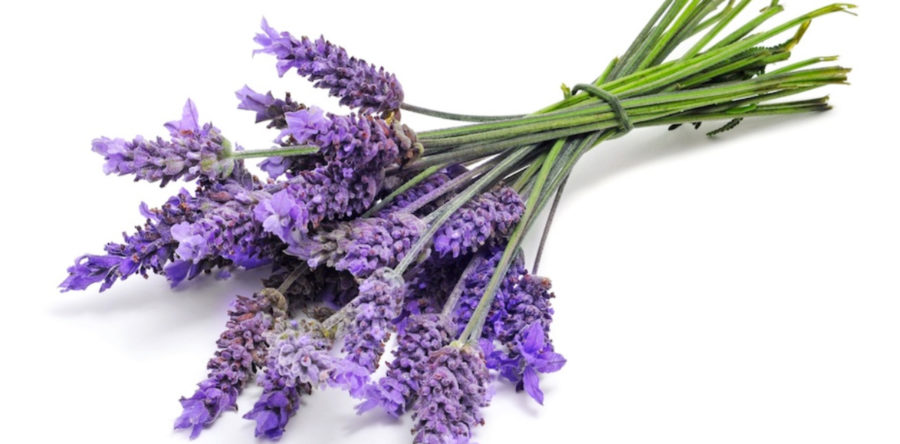 Lavanda